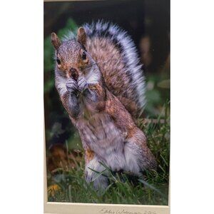 Beautiful professional framed photograph of squirrel by Eddie Wiseman